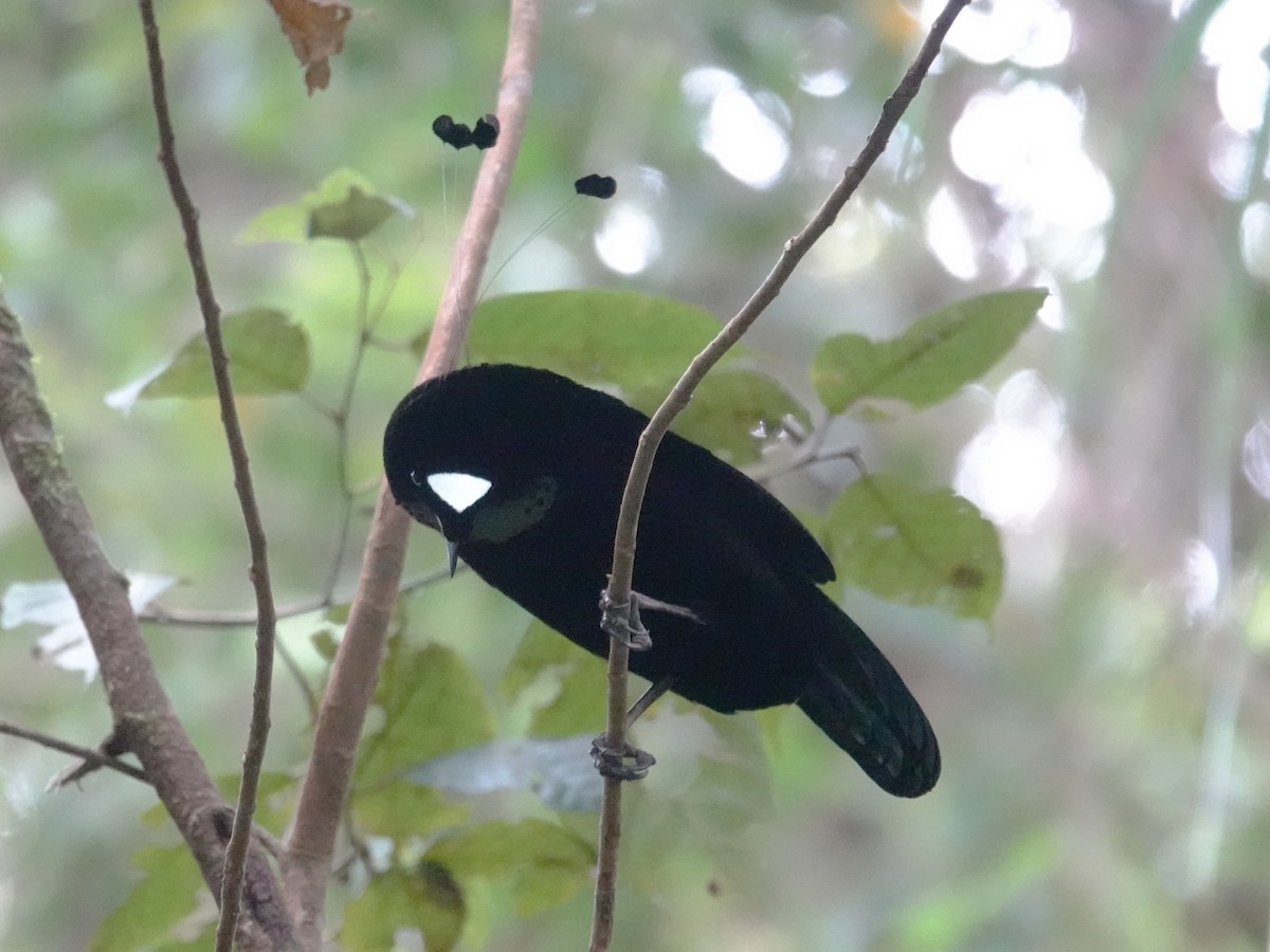 Western Parotia - ML623196406