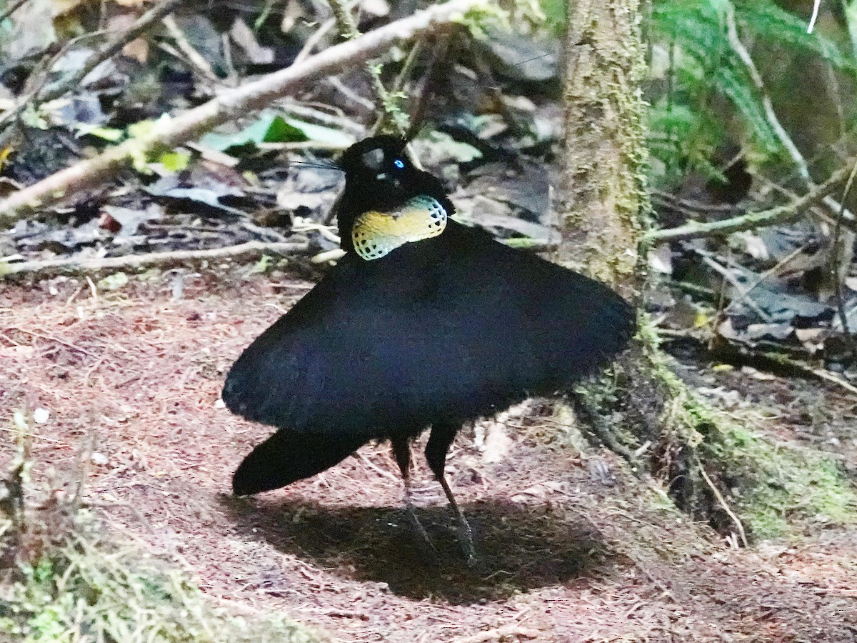 Western Parotia - ML623196423