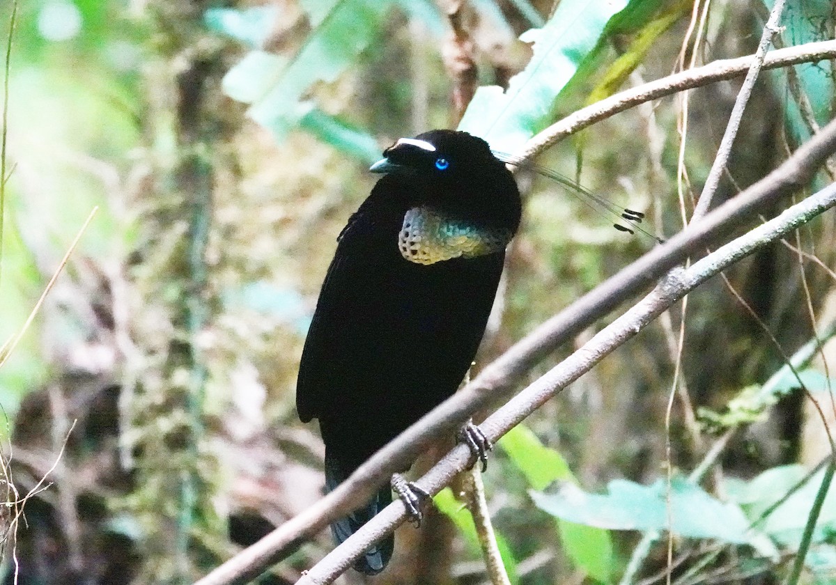 Western Parotia - ML623196424