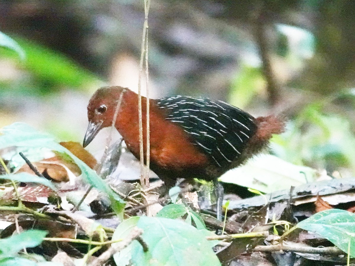 White-striped Forest Rail - ML623196456