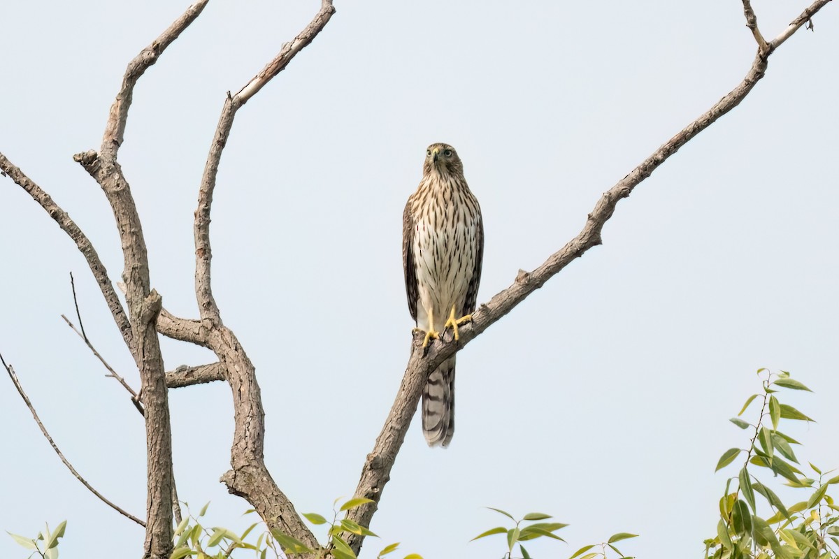 Cooper's Hawk - ML623196465