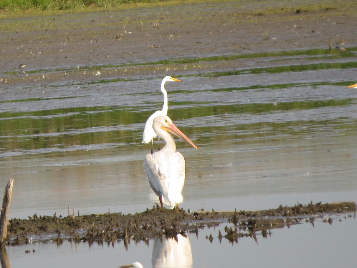 American White Pelican - ML623196520