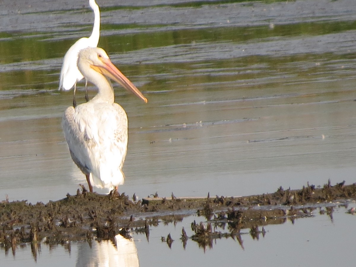 American White Pelican - ML623196521