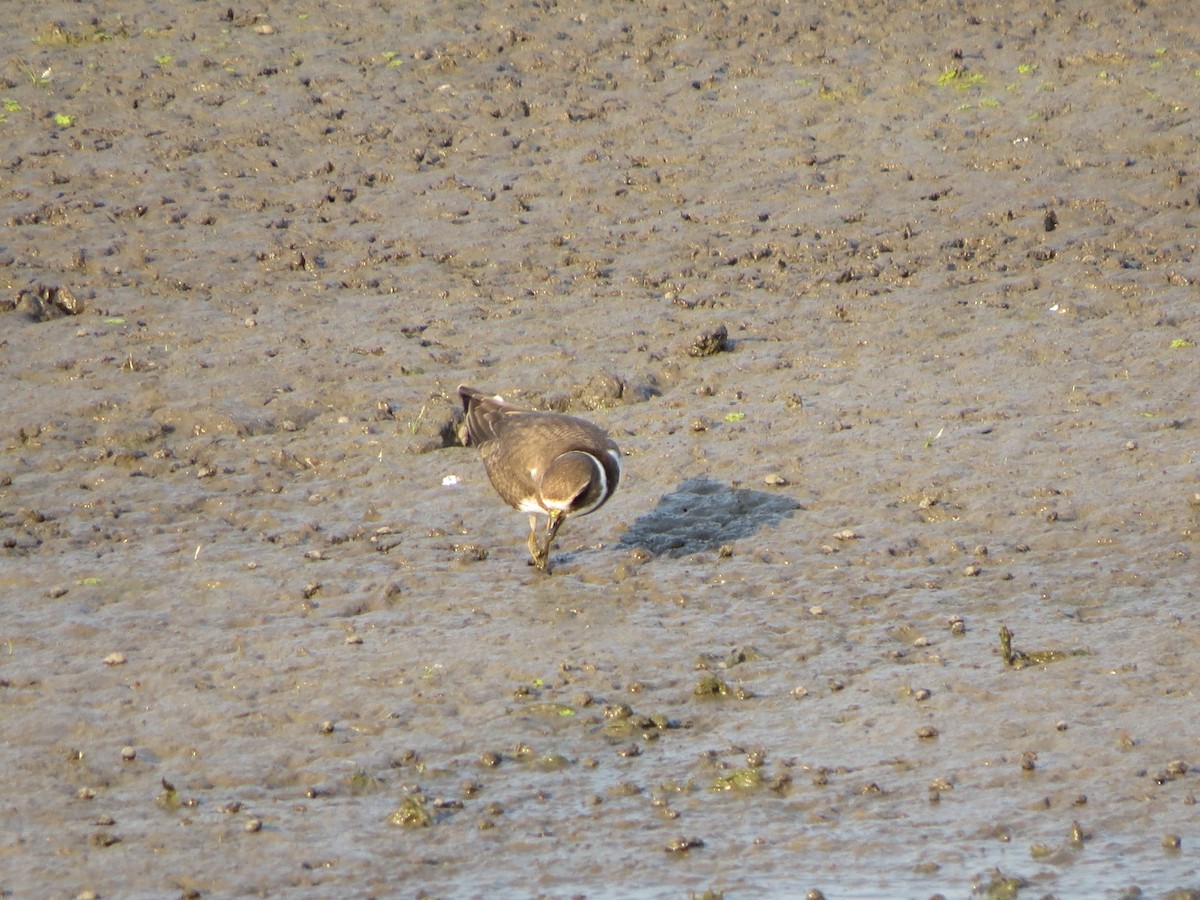 Semipalmated Plover - ML623196539