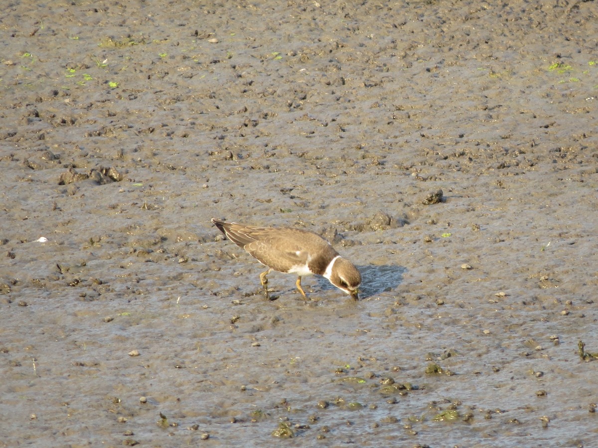 Semipalmated Plover - ML623196540