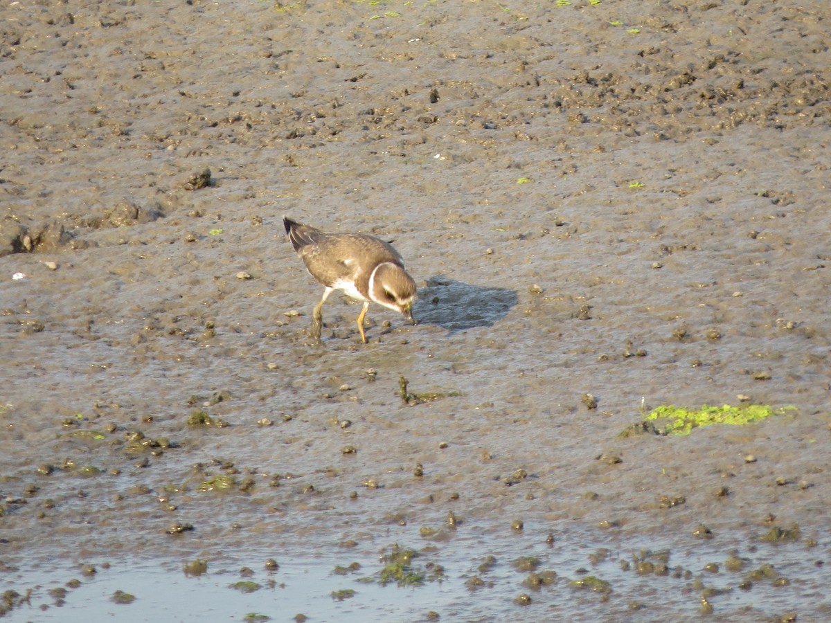 Semipalmated Plover - ML623196541