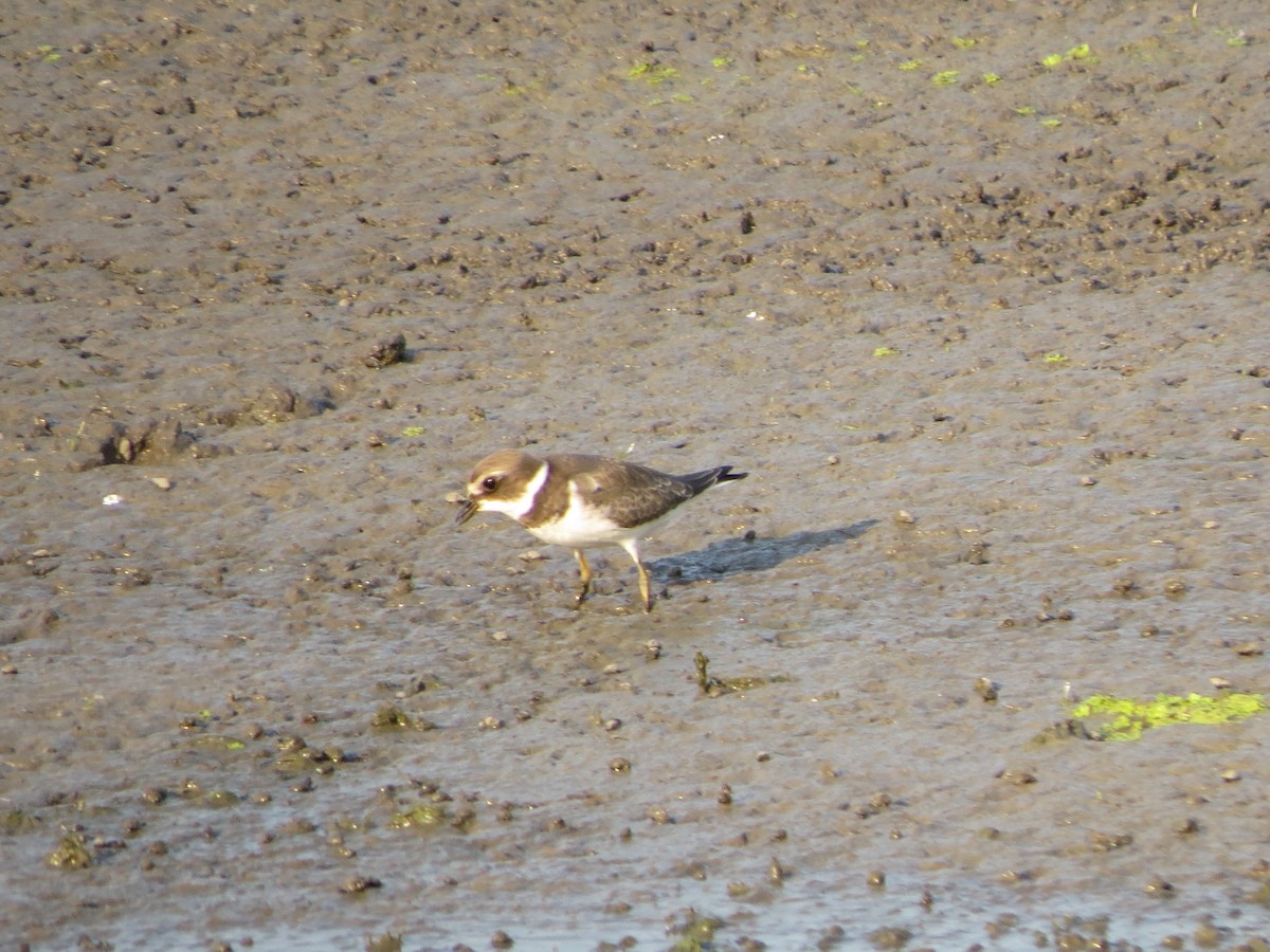 Semipalmated Plover - ML623196542