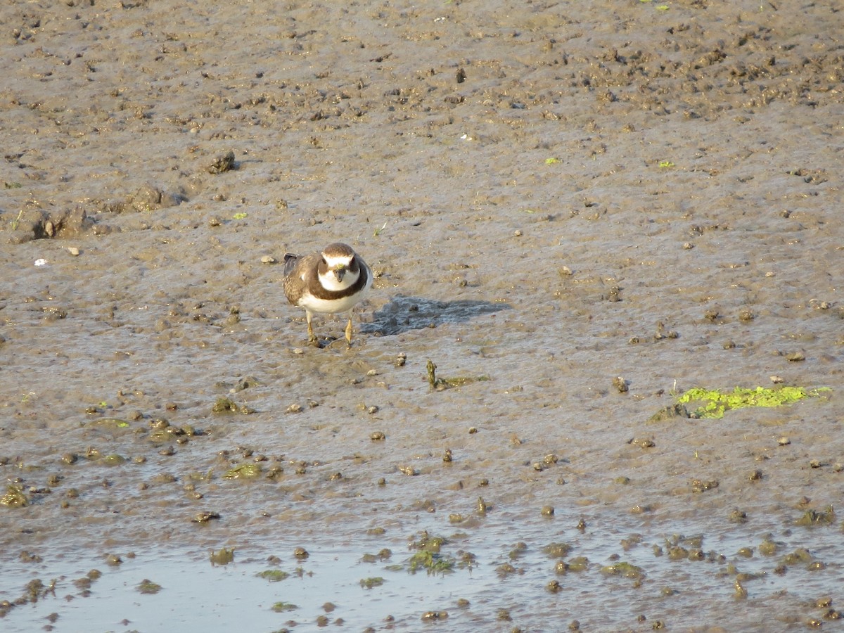 Semipalmated Plover - ML623196543