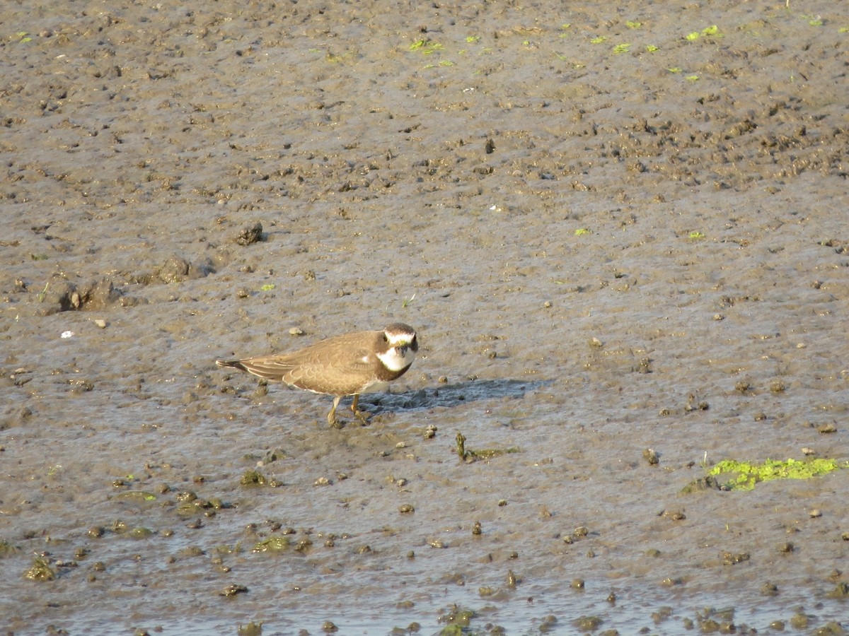 Semipalmated Plover - ML623196544