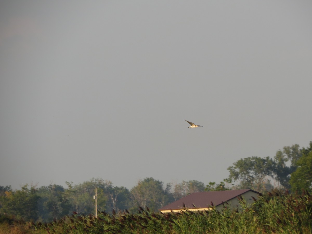 Black Tern - Melanie Mitchell