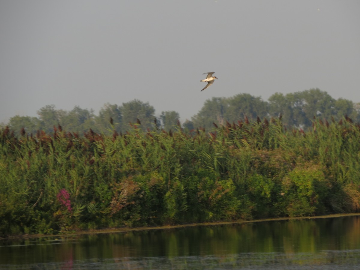 Black Tern - Melanie Mitchell