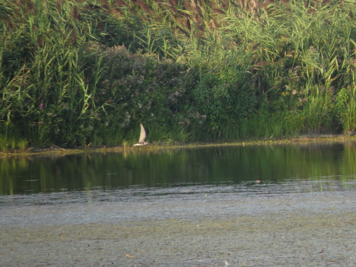 Black Tern - Melanie Mitchell