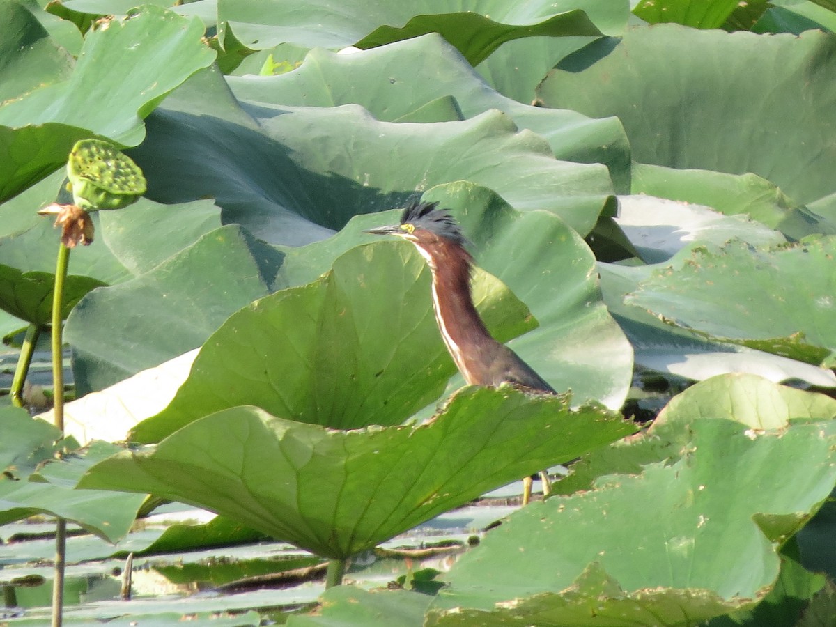 Green Heron - ML623196578