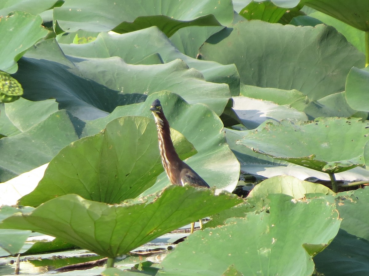 Green Heron - ML623196579