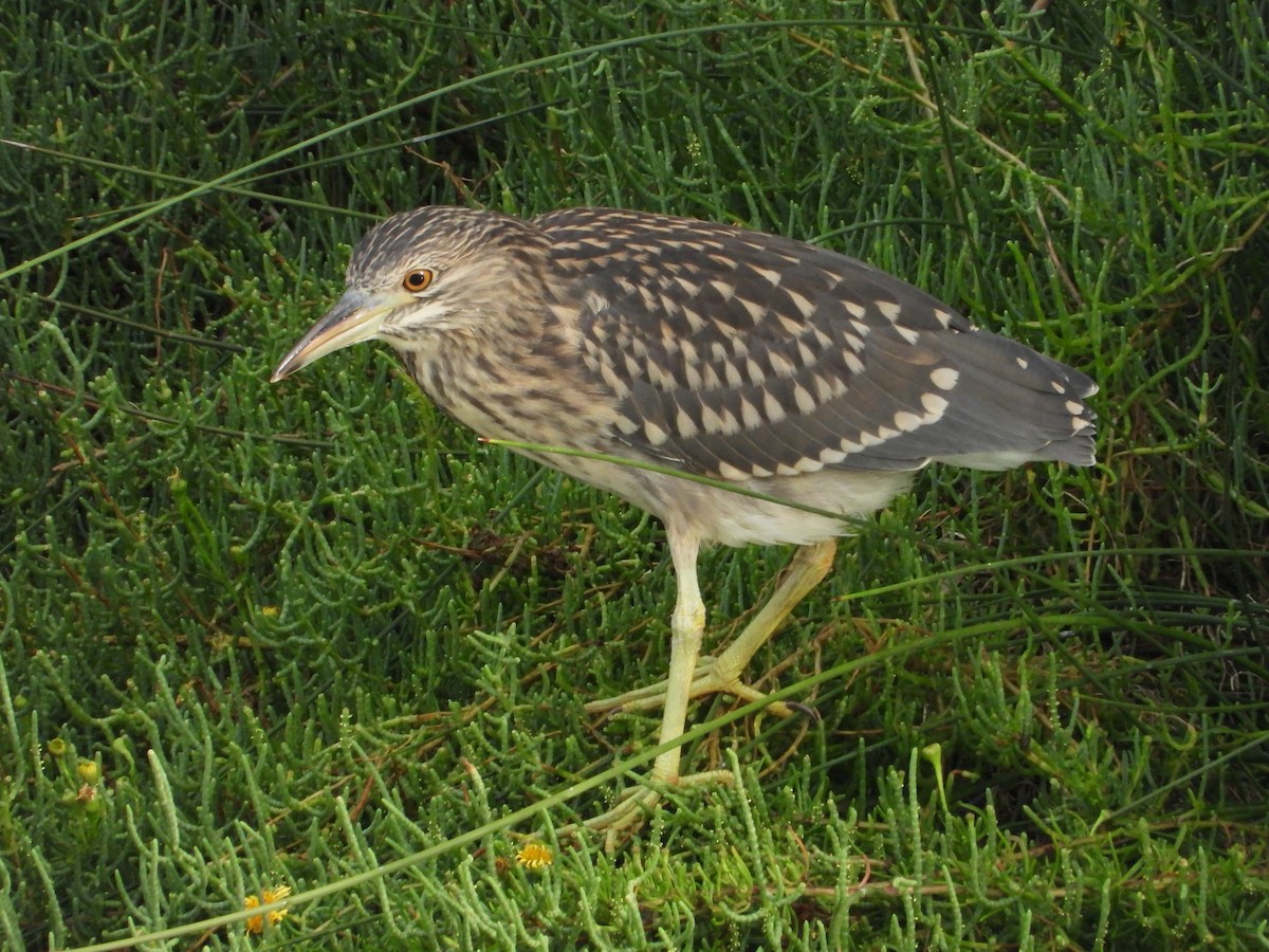 Black-crowned Night Heron - Pablo García Rivas