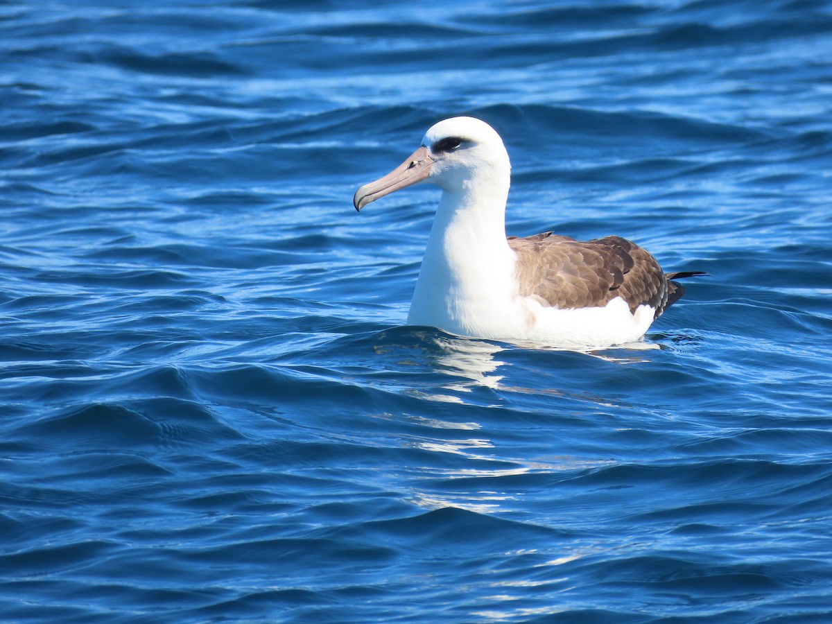 Laysan Albatross - ML623196587