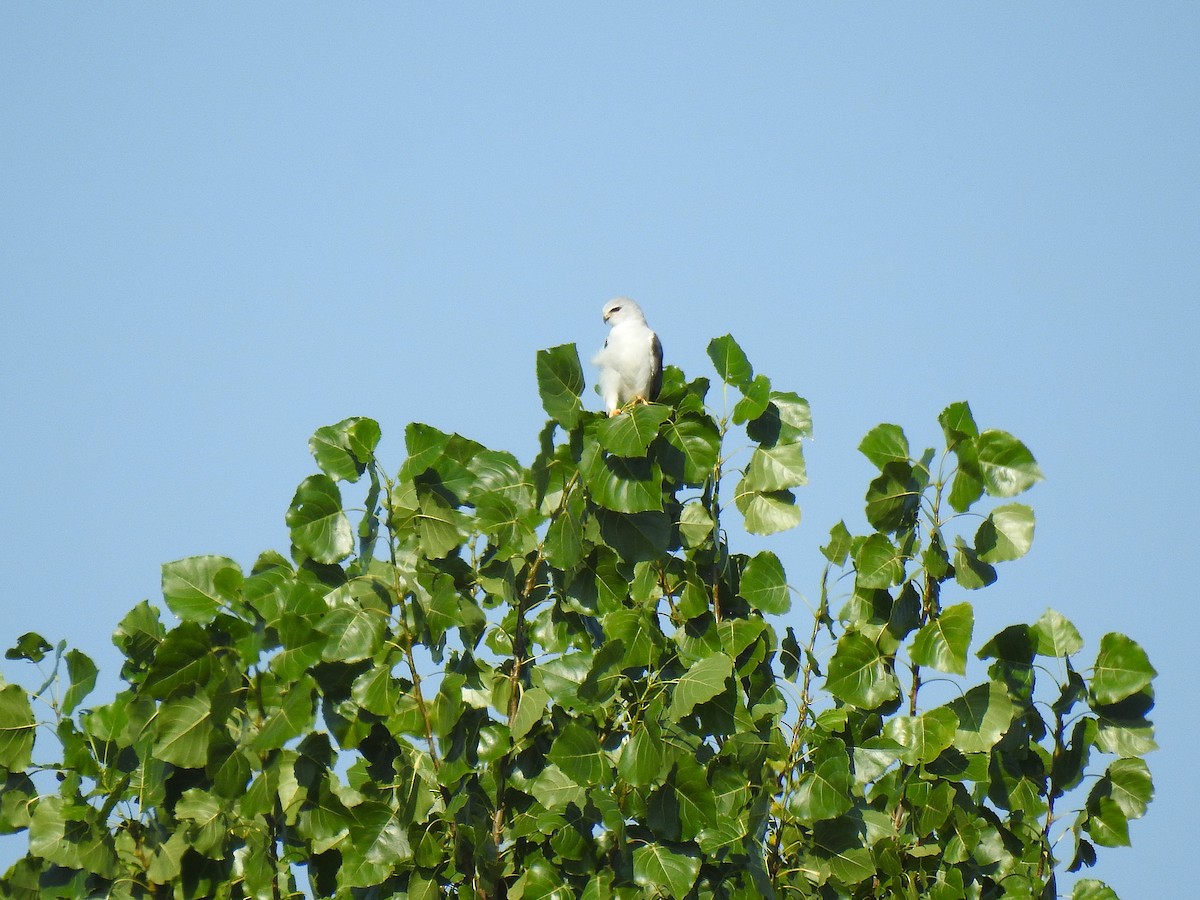 Black-winged Kite - ML623196623