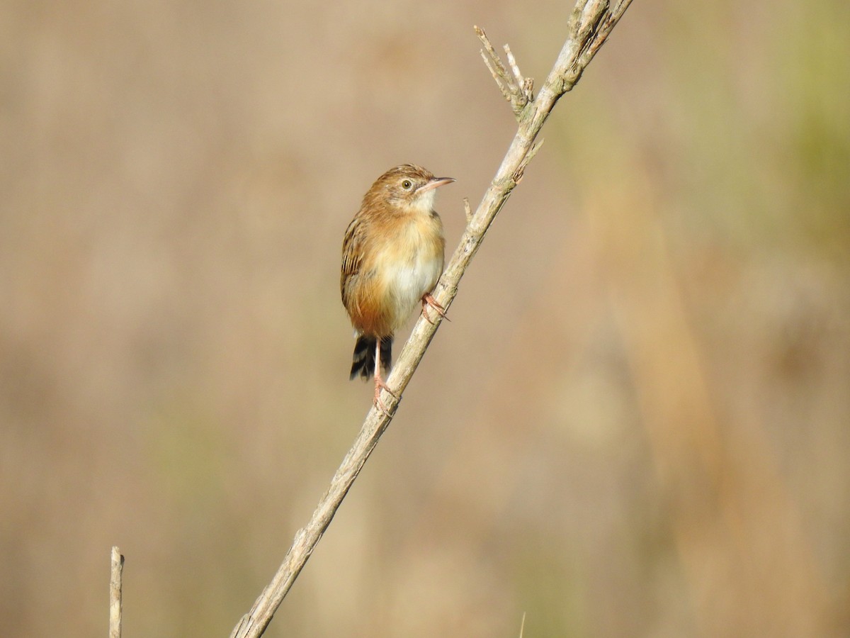 Zitting Cisticola - Filipe Manuel