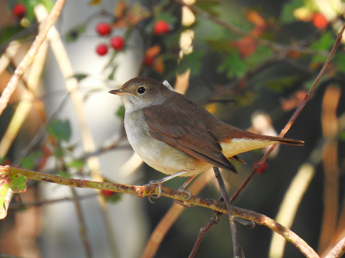 Common Nightingale - ML623196660