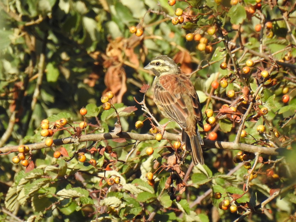 Cirl Bunting - ML623196671