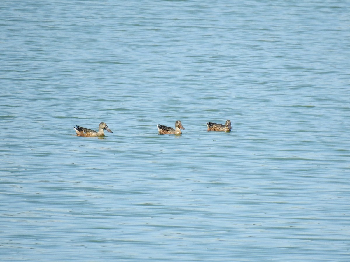 Northern Shoveler - ML623196737