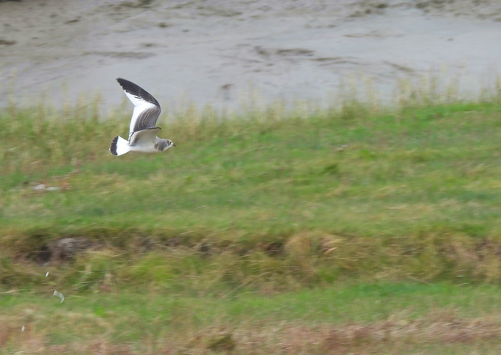 Sabine's Gull - ML623196780