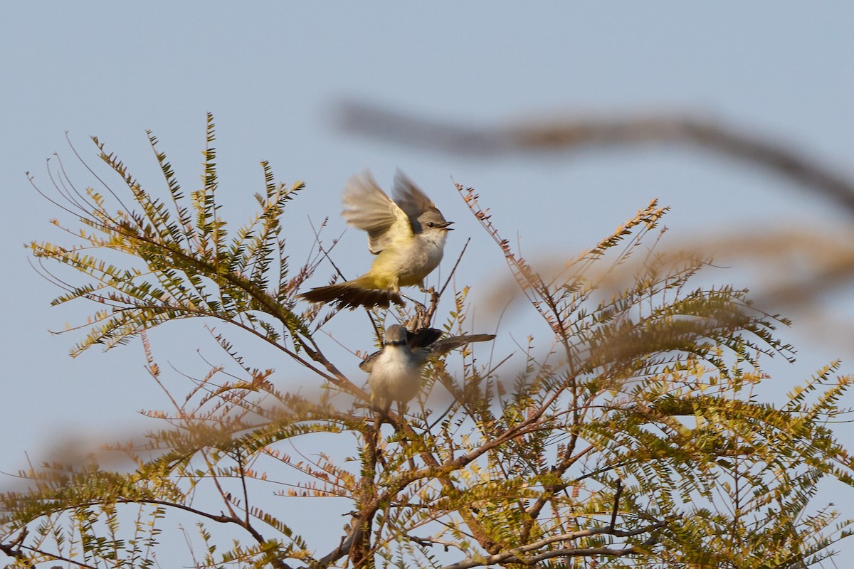 Chapada Flycatcher - ML623196788