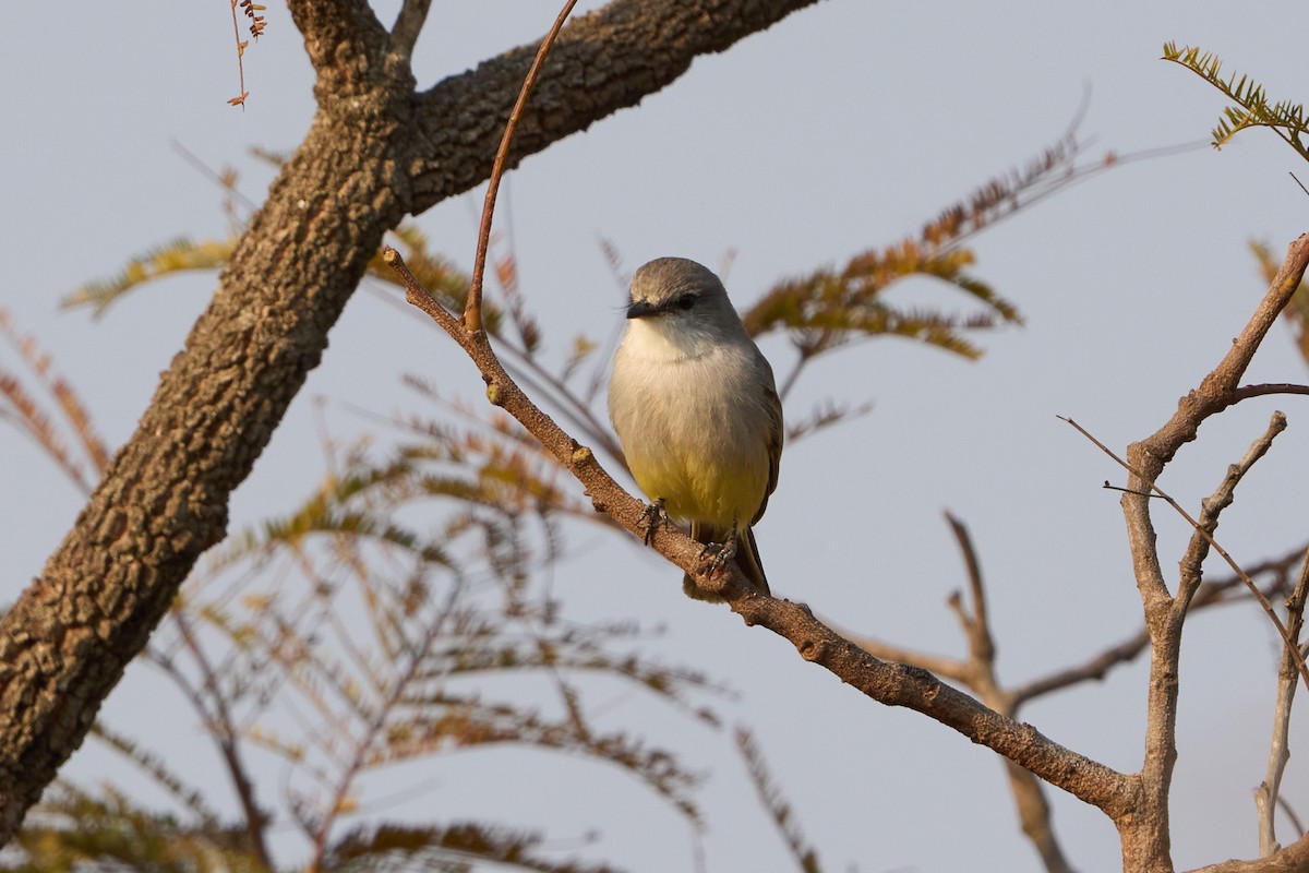 Chapada Flycatcher - ML623196790