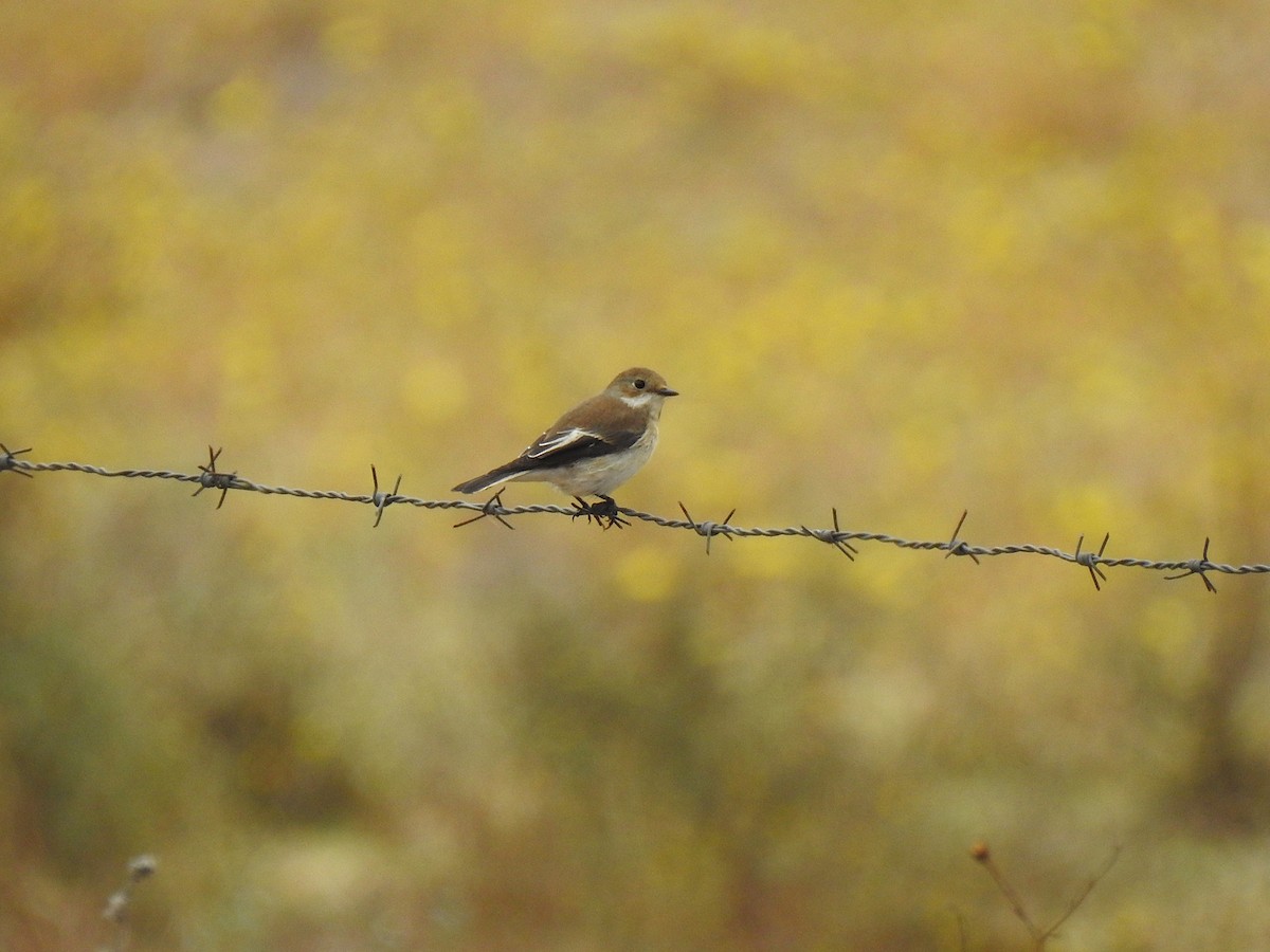 European Pied Flycatcher - ML623196801