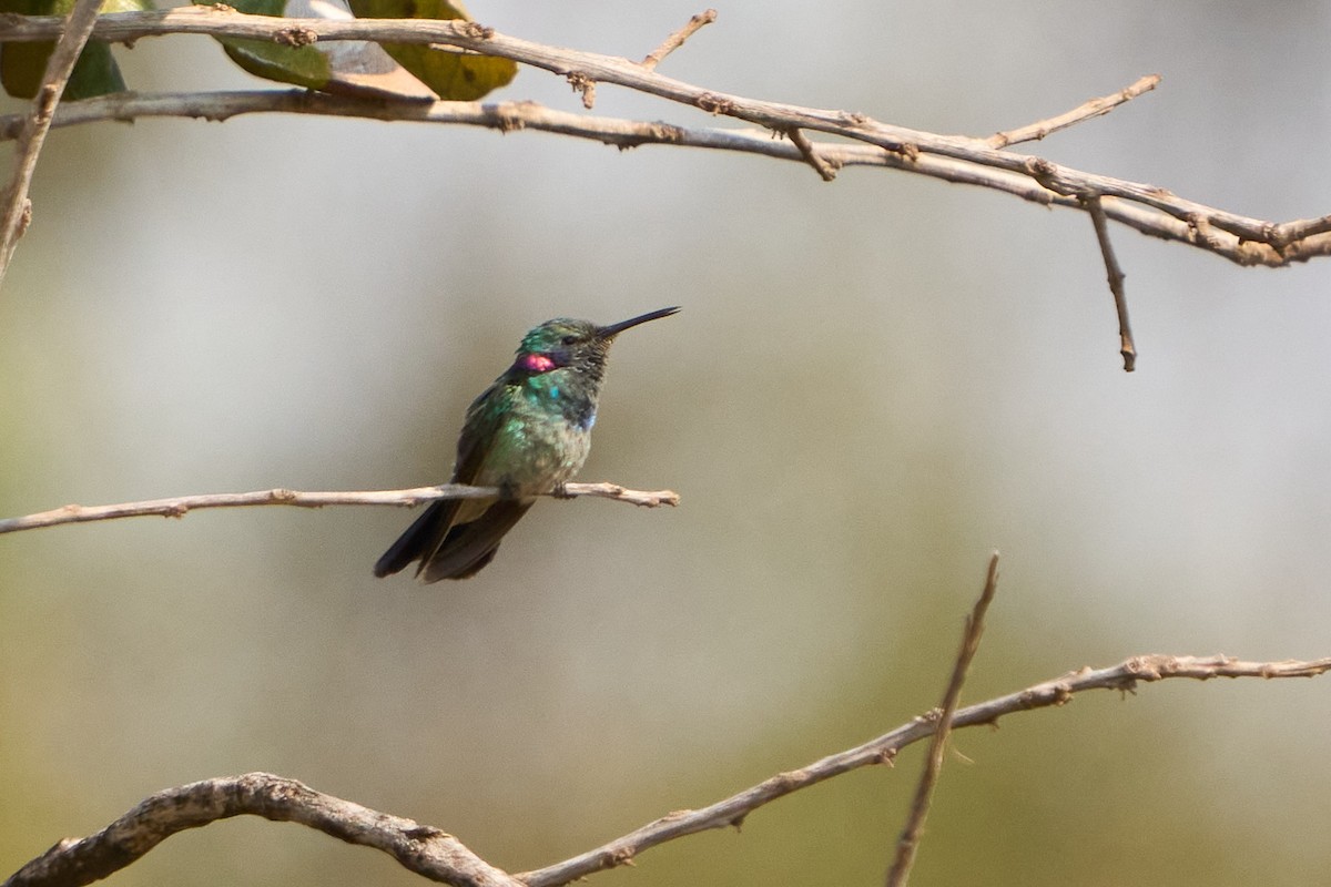 White-vented Violetear - ML623196838