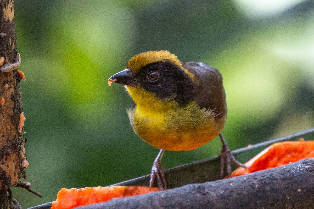 Tricolored Brushfinch (Choco) - ML623196855