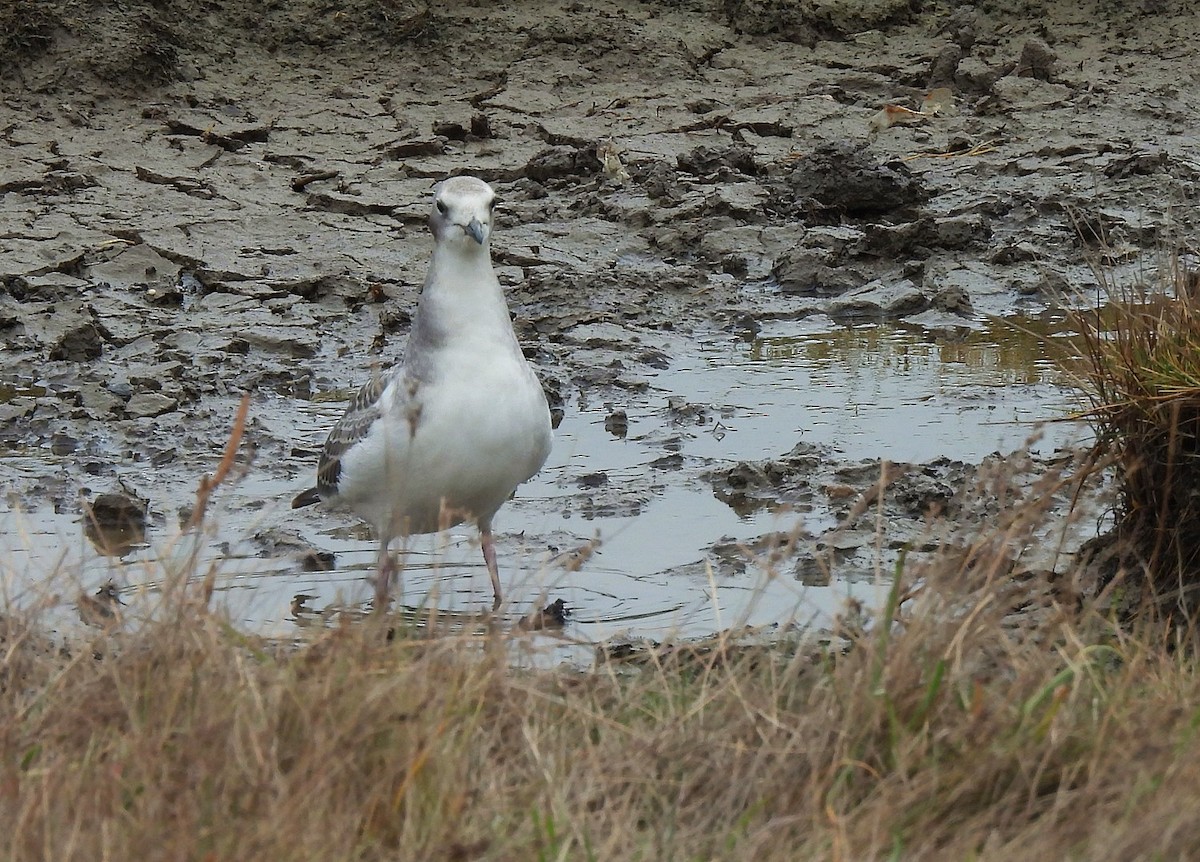 Sabine's Gull - ML623196870