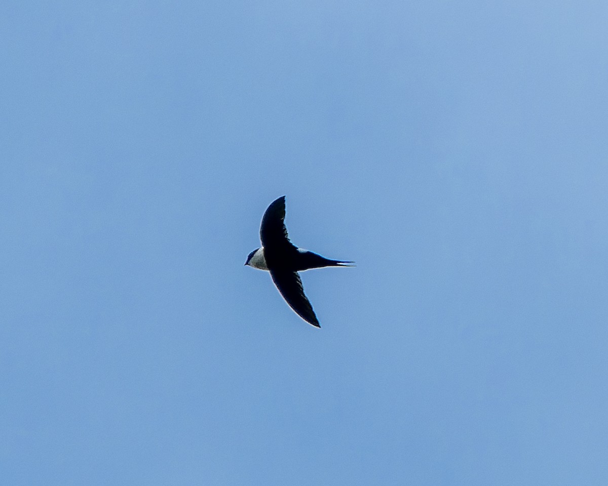 Lesser Swallow-tailed Swift - Guillermo  Saborío Vega