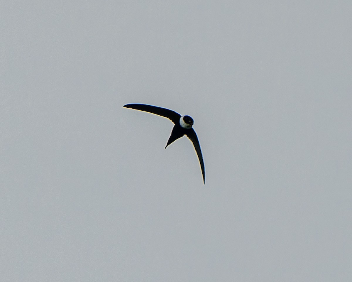 Lesser Swallow-tailed Swift - ML623196923