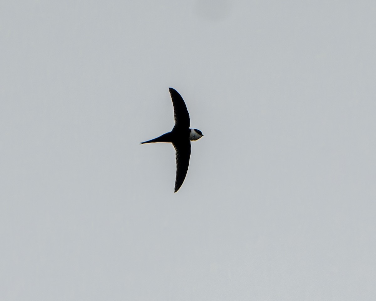 Lesser Swallow-tailed Swift - ML623196924