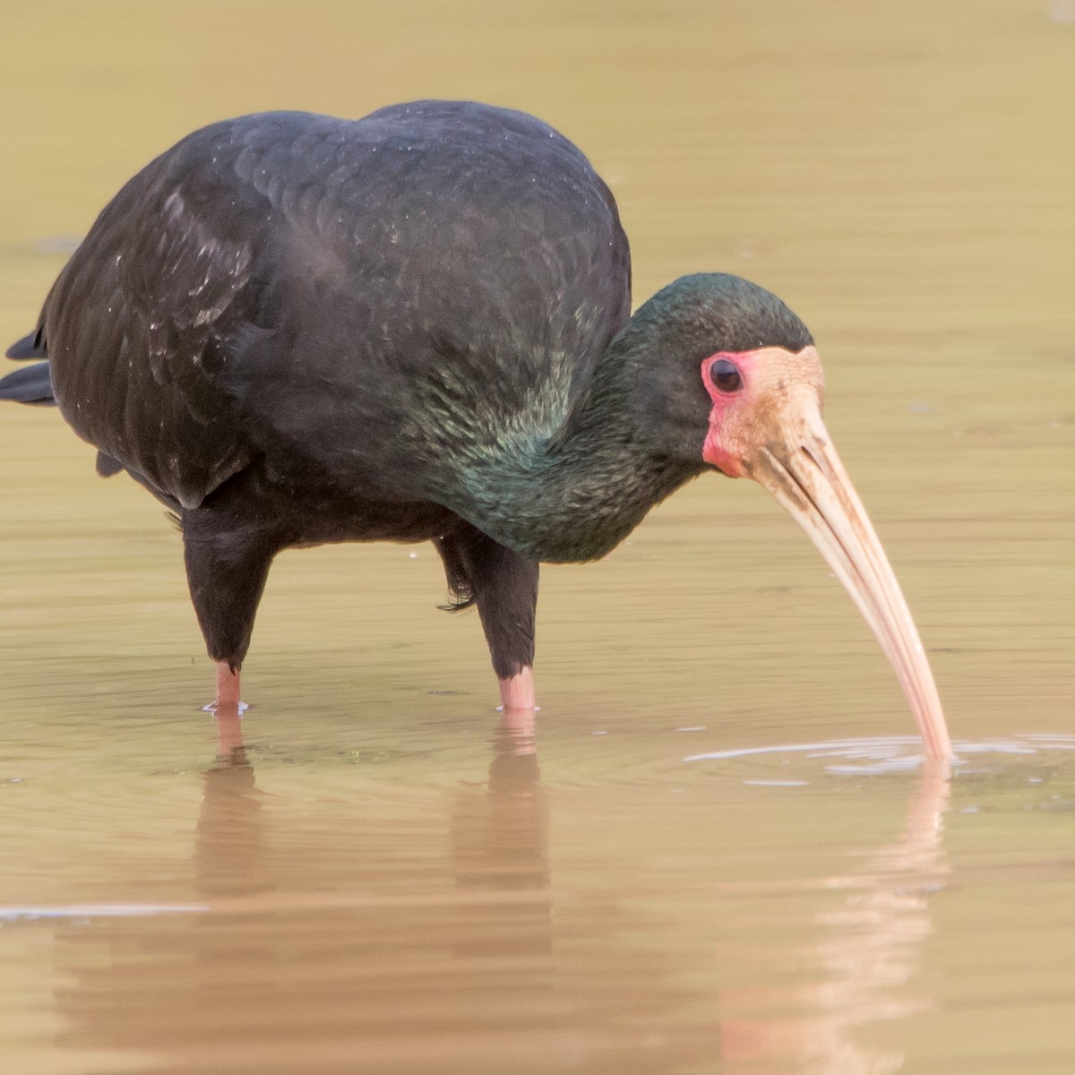 Bare-faced Ibis - ML623196934