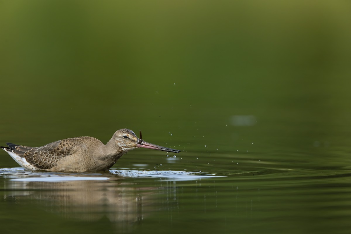 Hudsonian Godwit - ML623196976