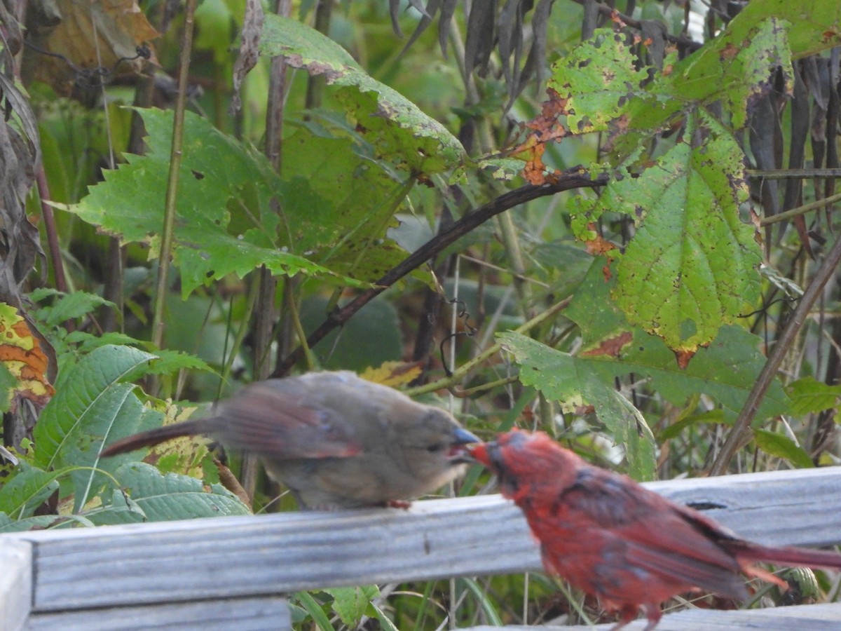 Northern Cardinal - ML623196984