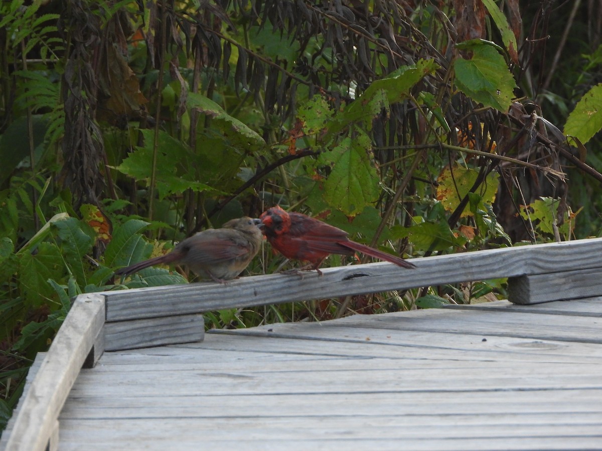 Northern Cardinal - ML623196995