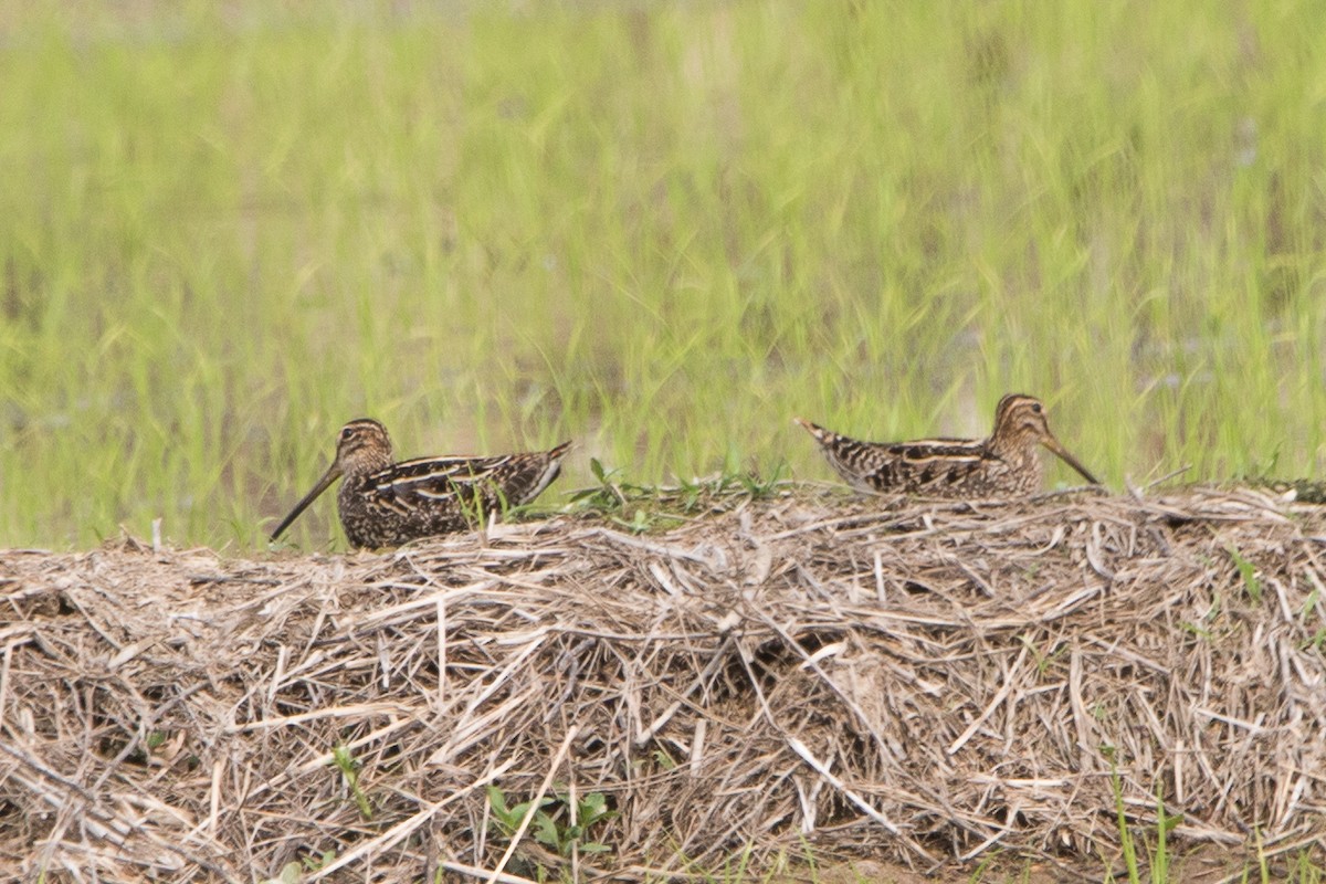 Pantanal Snipe - ML623196997