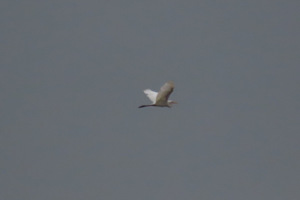 Great Egret (African) - ML623197045