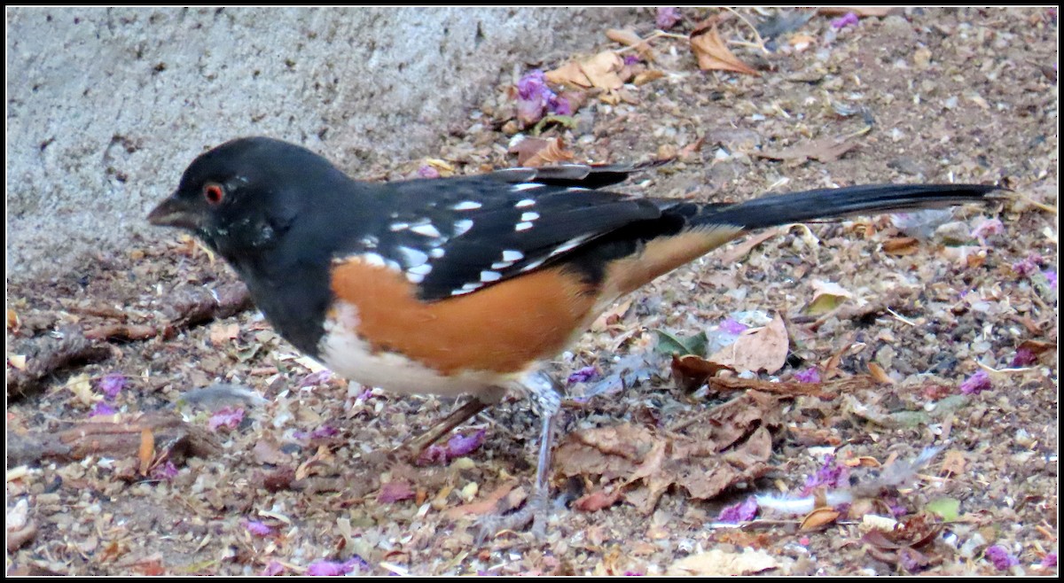 Spotted Towhee - ML623197047