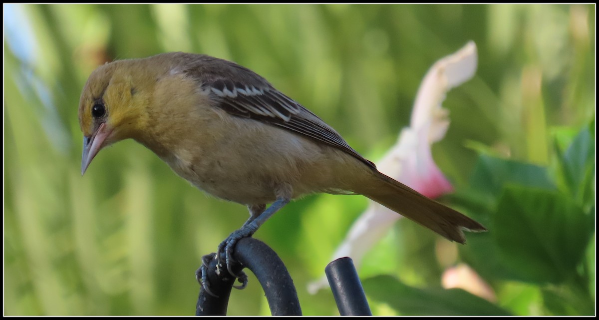 Bullock's Oriole - ML623197079