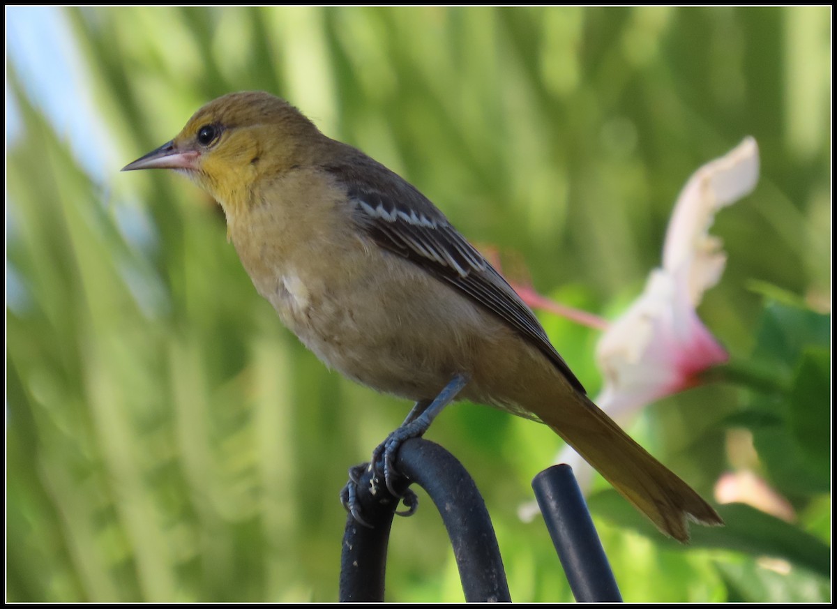 Bullock's Oriole - ML623197080