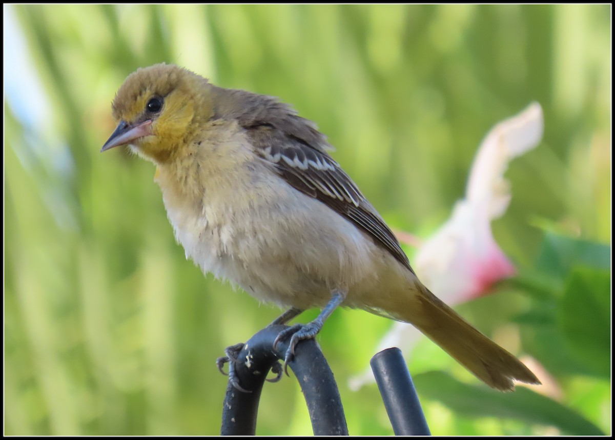 Bullock's Oriole - ML623197081