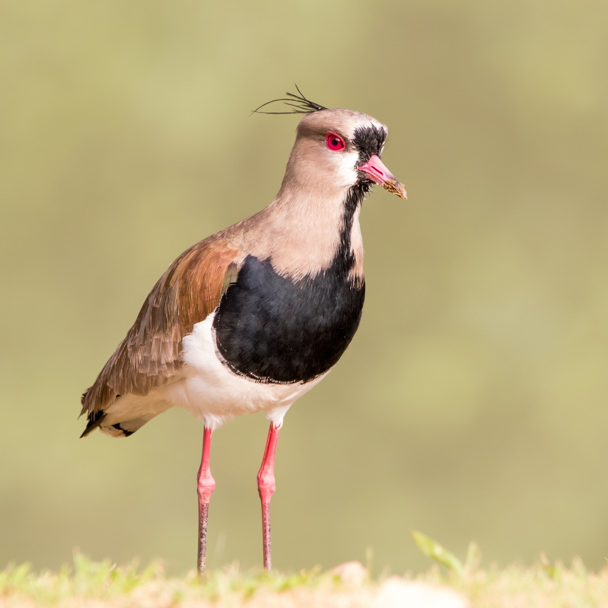 Southern Lapwing - ML623197083