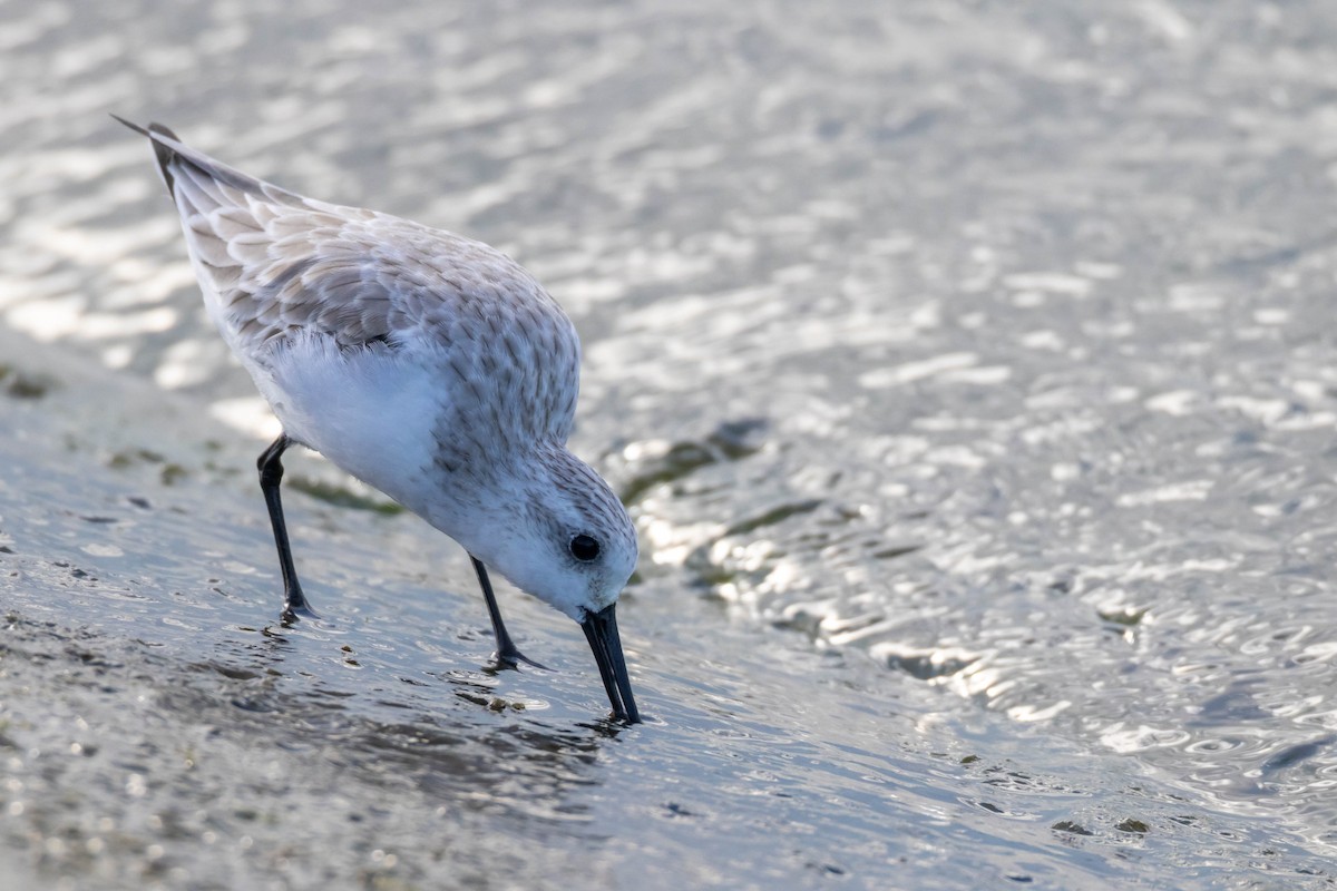 Sanderling - ML623197112