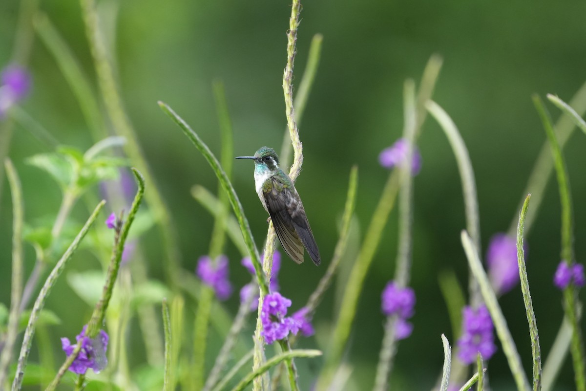 Green-throated Mountain-gem - ML623197133