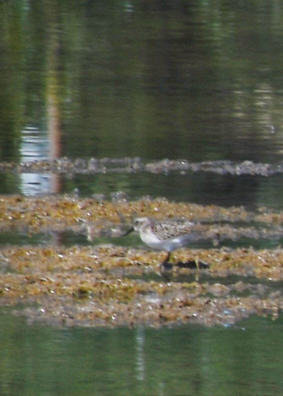 Baird's Sandpiper - ML623197151