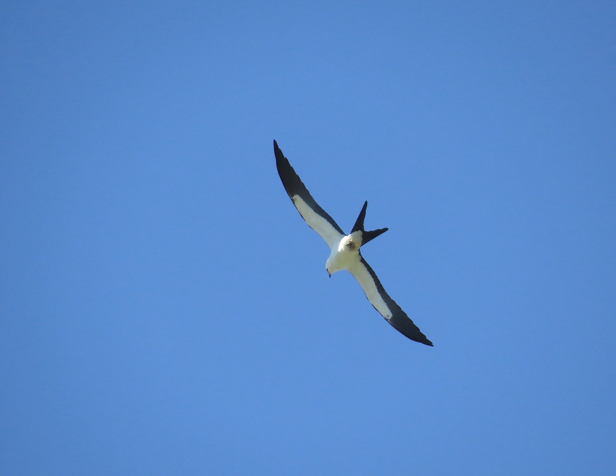 Swallow-tailed Kite - ML623197162